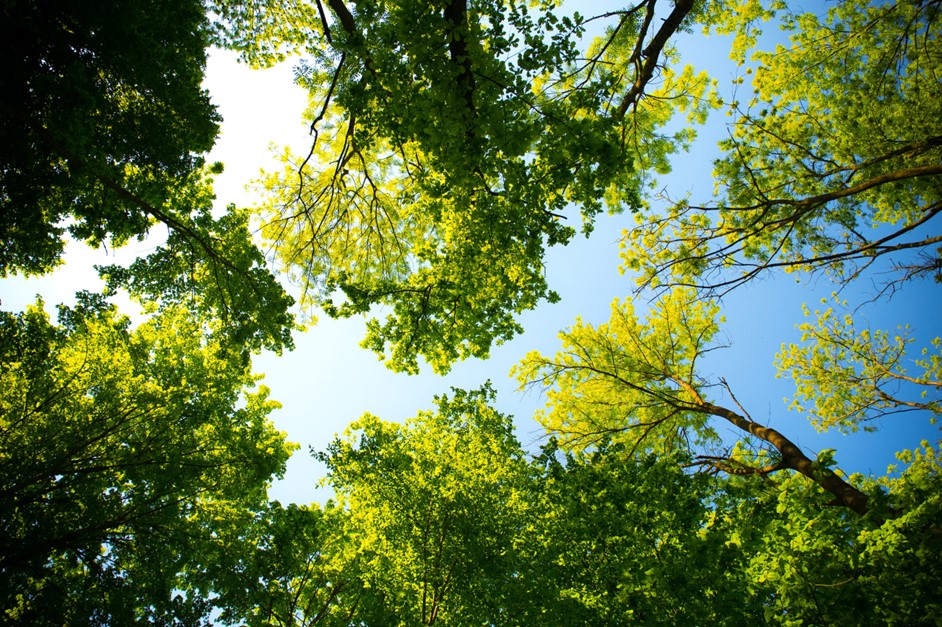 Bomen-blauwe-lucht-Smit-Groenadvies