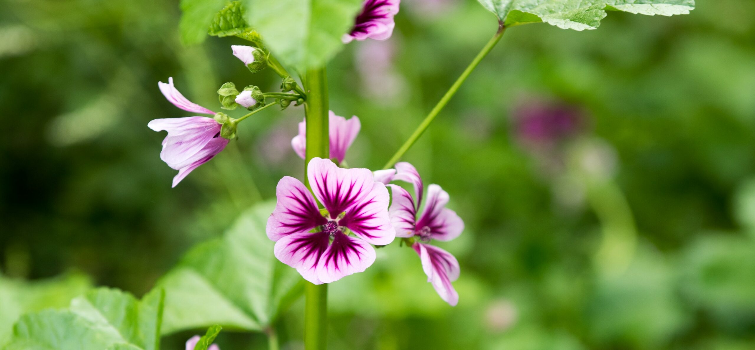 bloemen-scaled