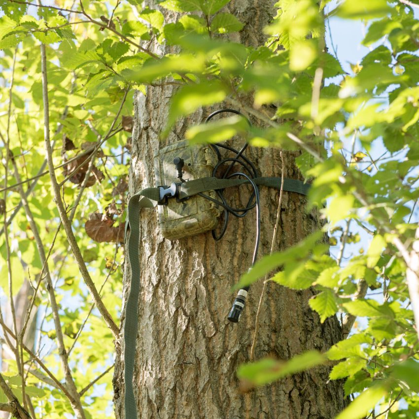 Wildcamera